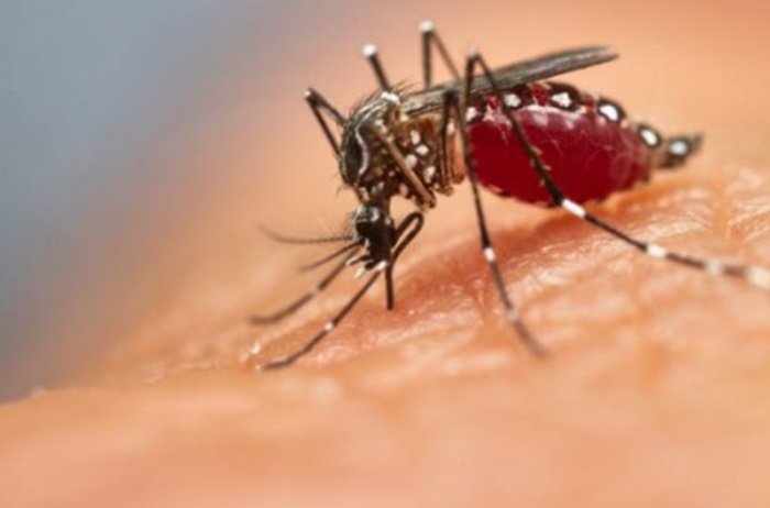 Paraíba confirma quarta morte por dengue em 2024
