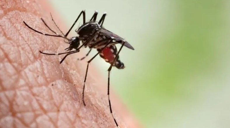 Paraíba registra mais de 9,1 mil casos prováveis de dengue