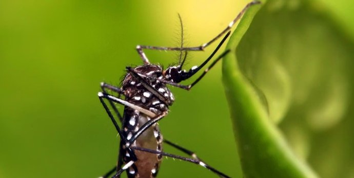 Mais duas pessoas morrem com dengue e uma por chikungunya na Paraíba