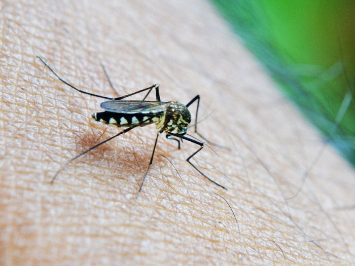Paraíba registra nove mortes por dengue no primeiro semestre de 2024
