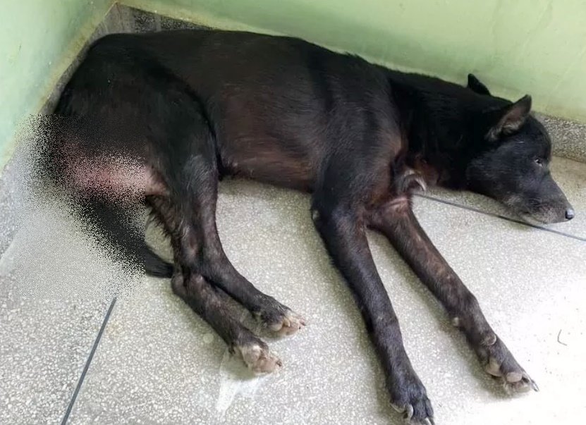 Internauta de São José do Bonfim faz campanha para ajudar cachorro de rua que está doente