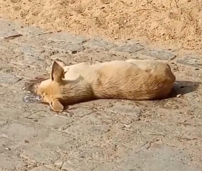 Moradores denunciam envenenamento de animais de rua no distrito de Santa Gertrudes