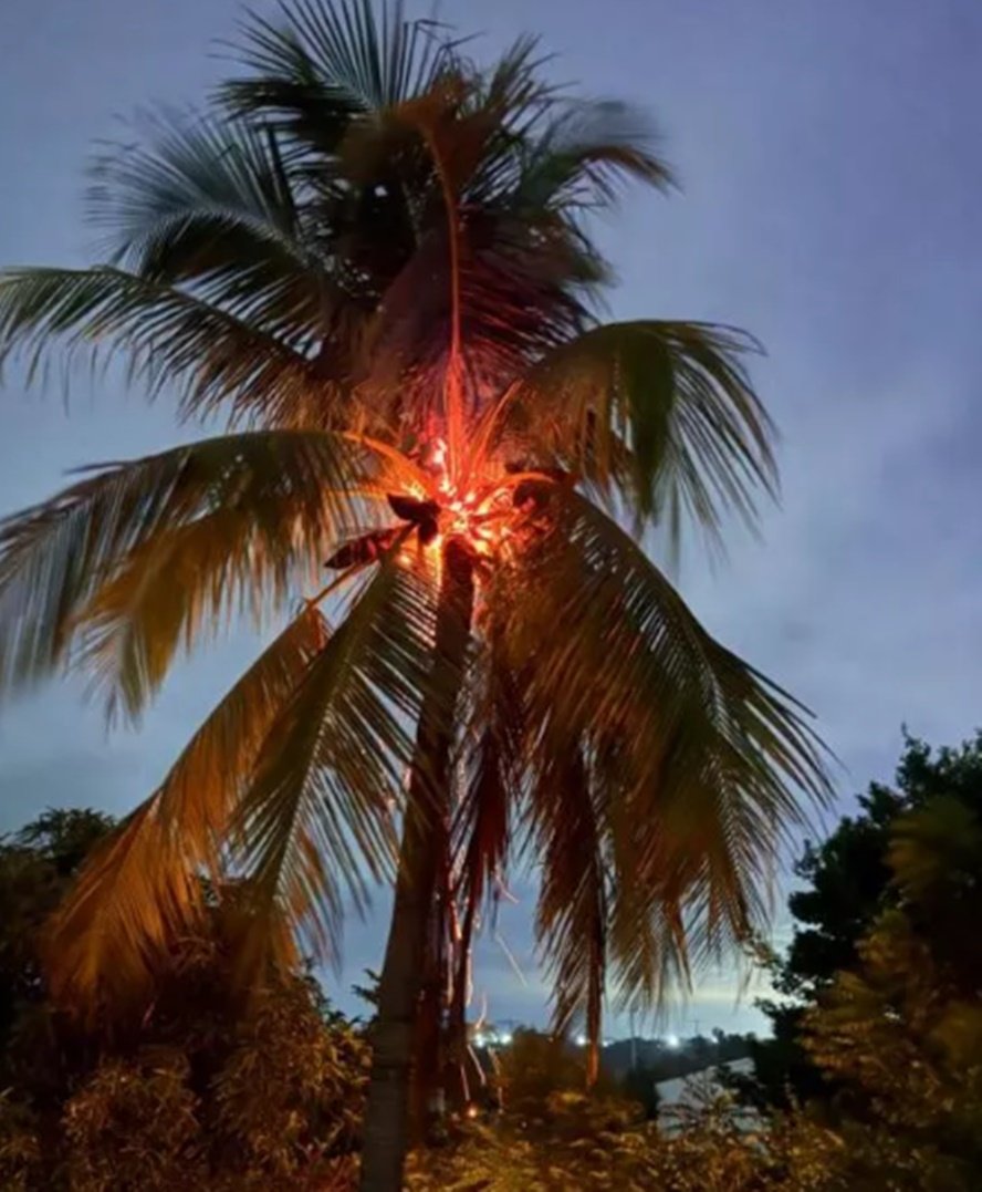 Raio atinge área rural de Santa Terezinha, destrói coqueiro e assusta moradores