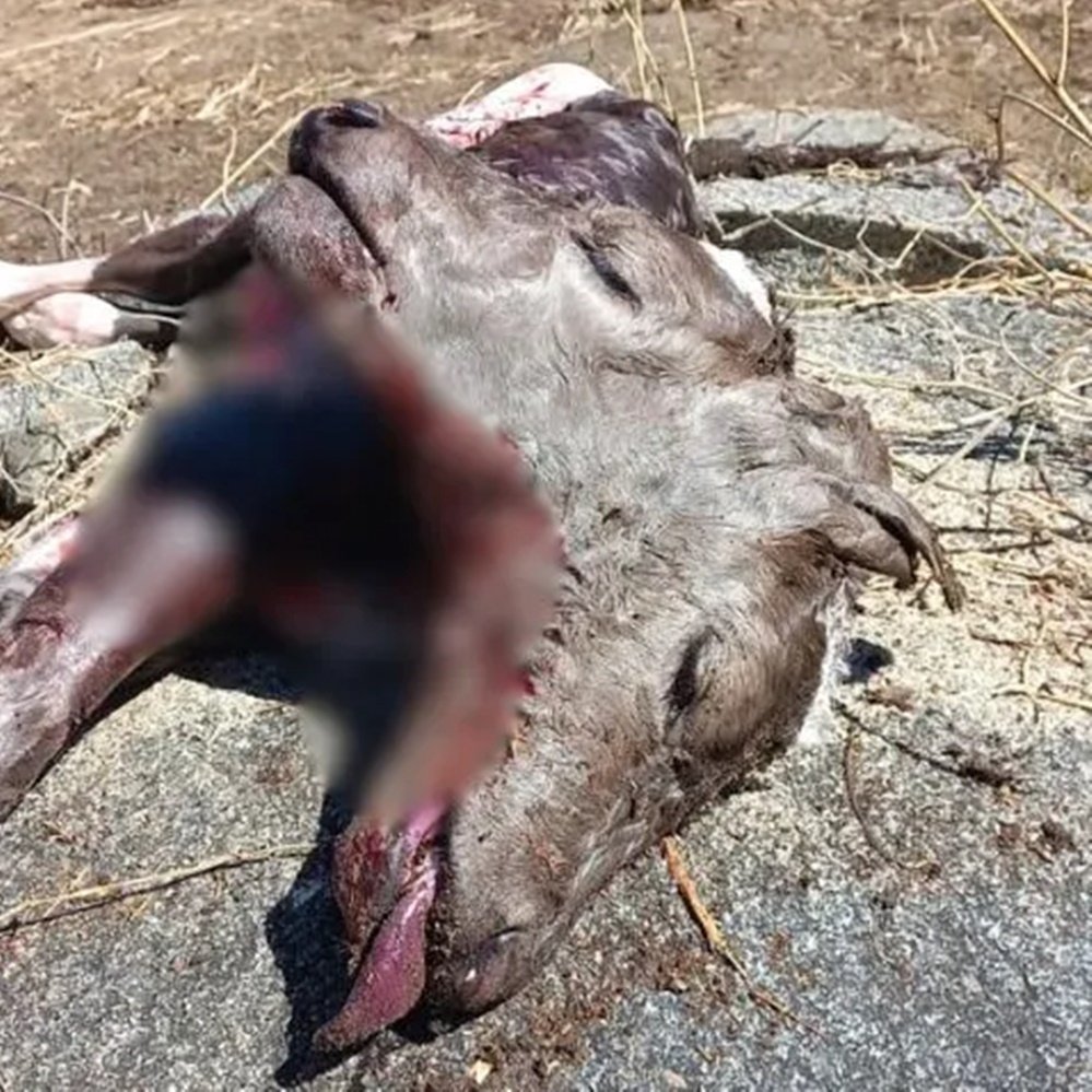 Bezerro nasce com duas faces em Olho D’água e chama atenção nas redes sociais