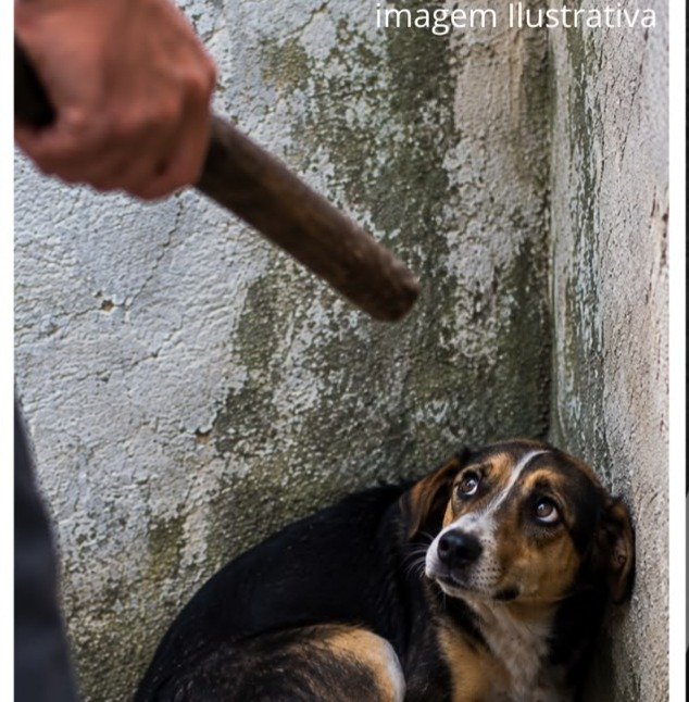 Mulher é levada à delegacia após denúncia de agressões contra cães em Santa Luzia