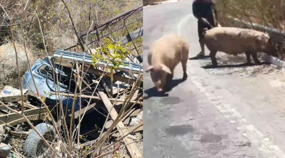 D-20 carregada com porcos capota na Serra de Teixeira e deixa casal ferido