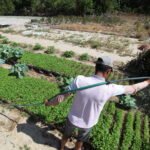 Até novembro: 8,9 mil produtores rurais da  Paraíba podem renegociar dívidas com o BNB
