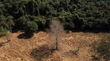 2023-01-04t011928z_1_lynxmpej0300u_rtroptp_3_brazil-environment